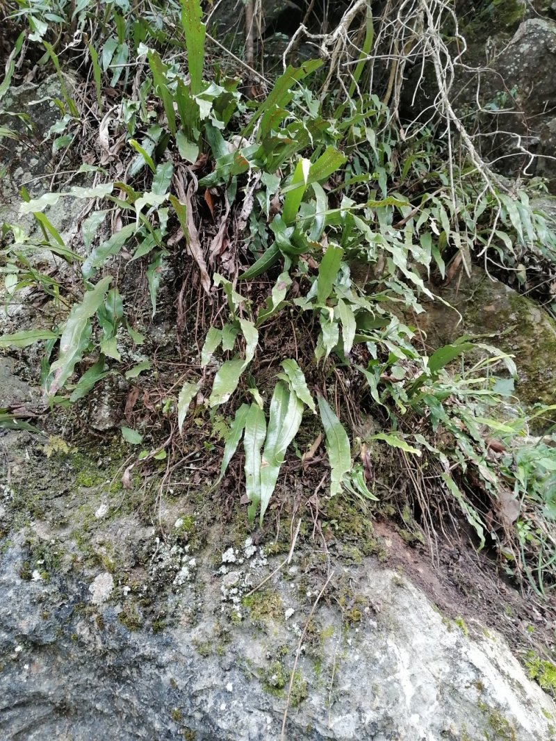 野生蕨类植物