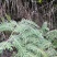 野生蕨类植物