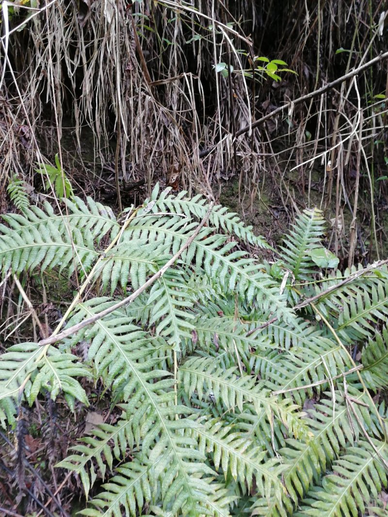 野生蕨类植物
