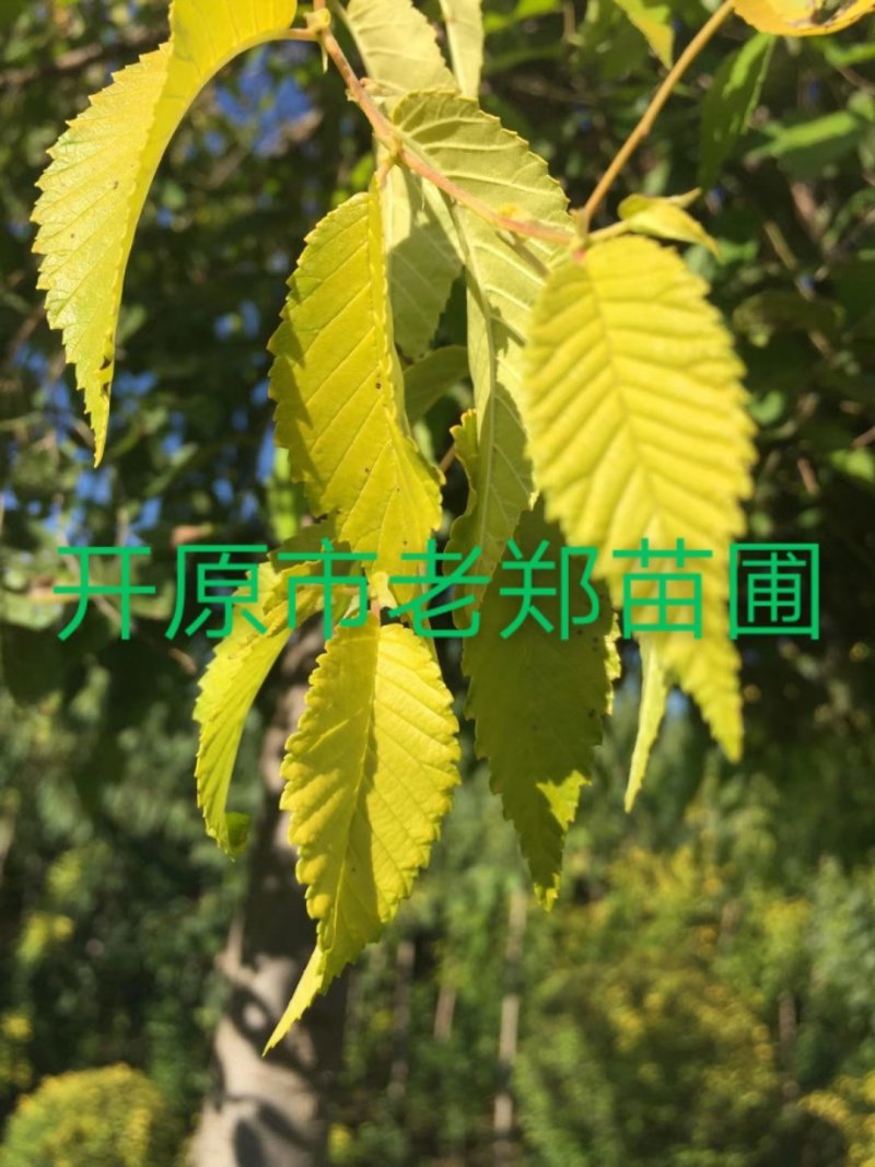 产地批发山丁子树苗山荆子规格全价格合理实地看苗