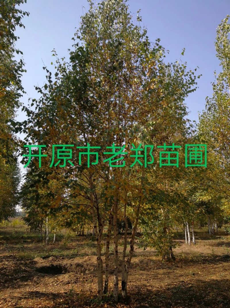 产地批发山丁子树苗山荆子规格全价格合理实地看苗