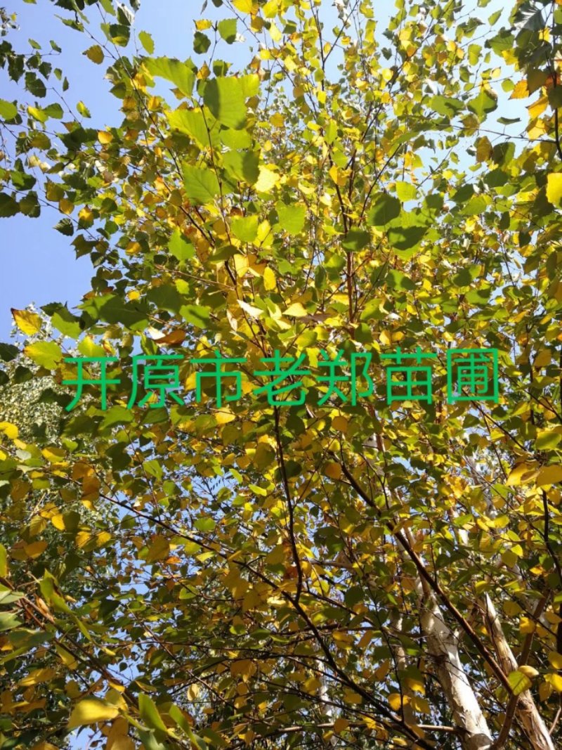 产地批发山丁子树苗山荆子规格全价格合理实地看苗