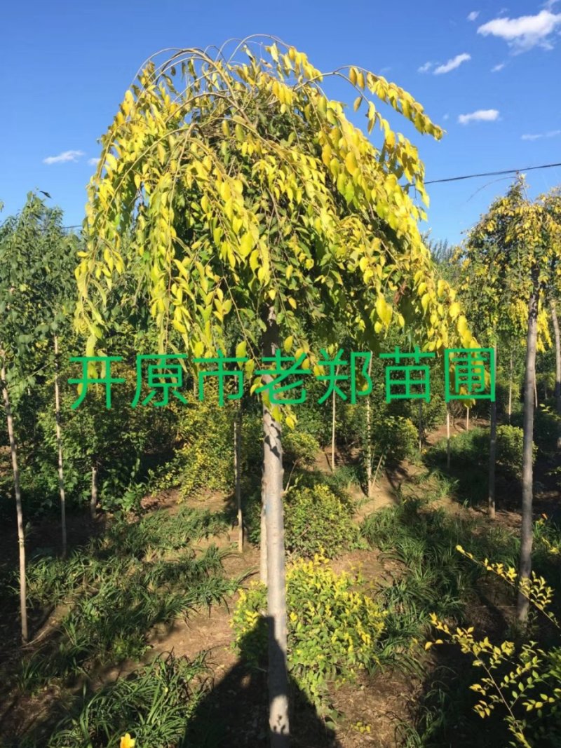 产地批发山丁子树苗山荆子规格全价格合理实地看苗