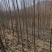 产地批发山丁子树苗山荆子规格全价格合理实地看苗