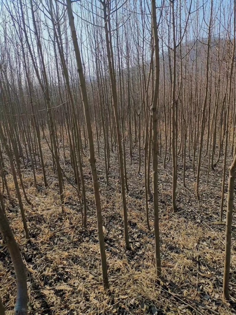 产地批发山丁子树苗山荆子规格全价格合理实地看苗