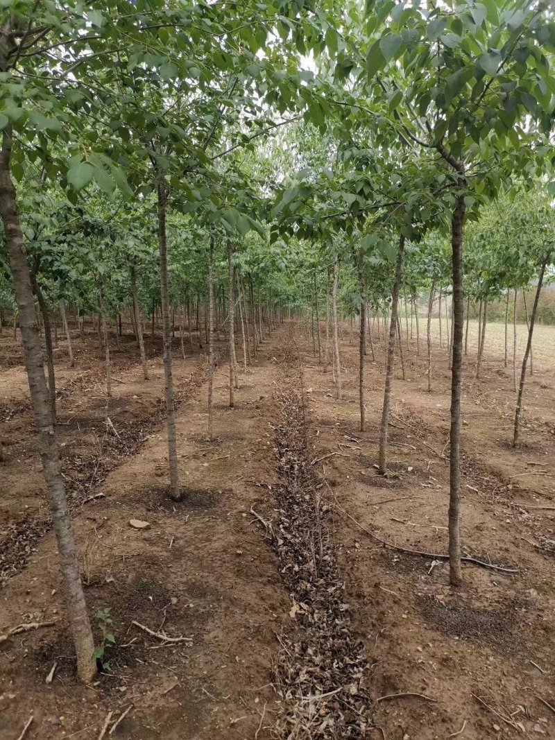 产地批发山丁子树苗山荆子规格全价格合理实地看苗