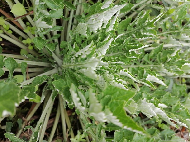 野生翻白草