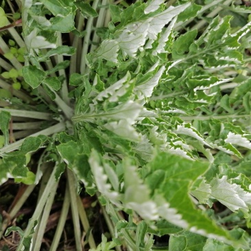 野生翻白草