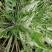 野生翻白草