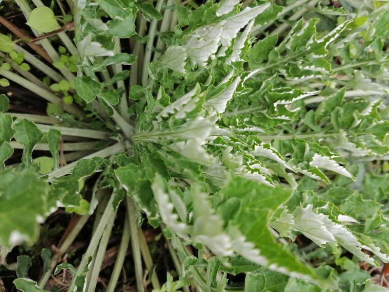 野生翻白草