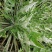 野生翻白草