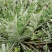 野生翻白草