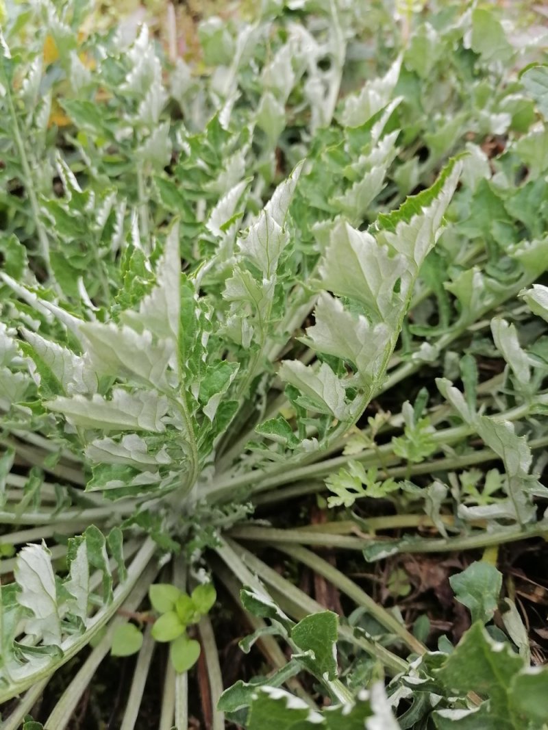 野生翻白草