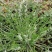 野生翻白草