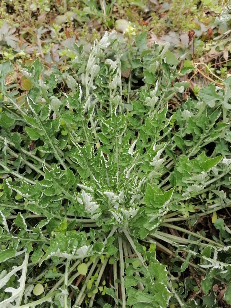 野生翻白草