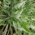 野生翻白草