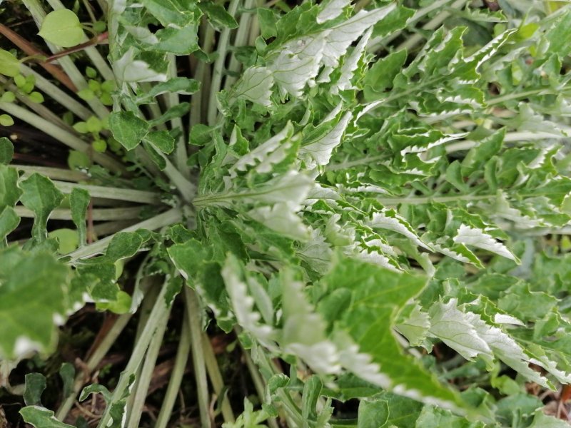 野生翻白草