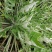 野生翻白草