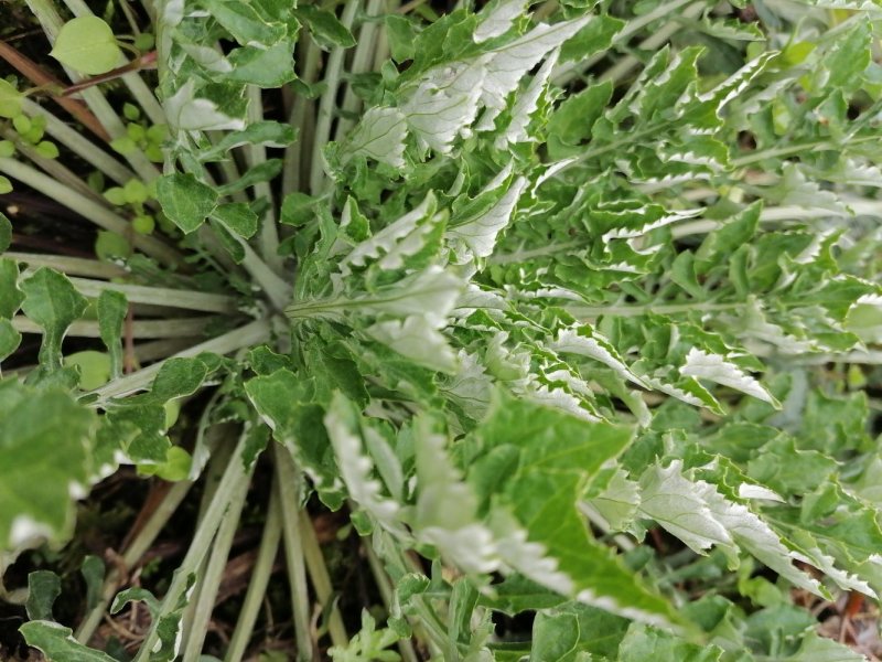 野生翻白草