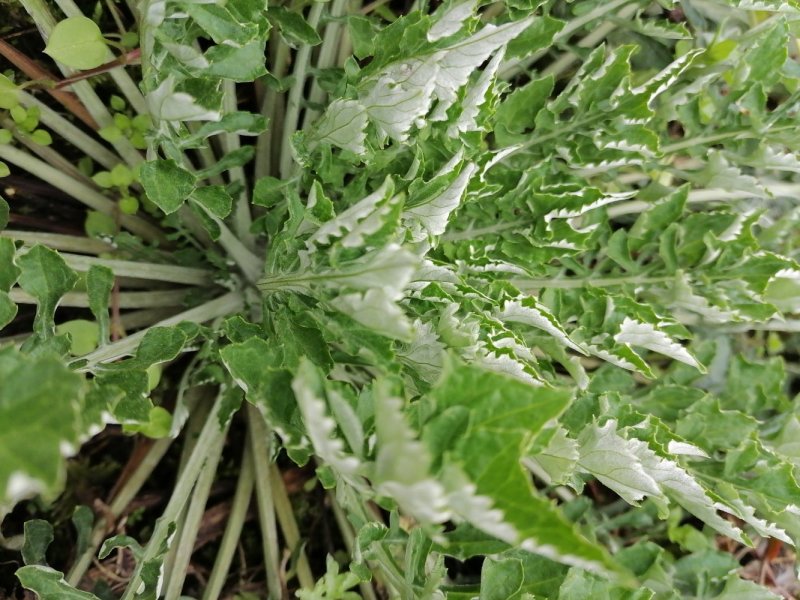 野生翻白草