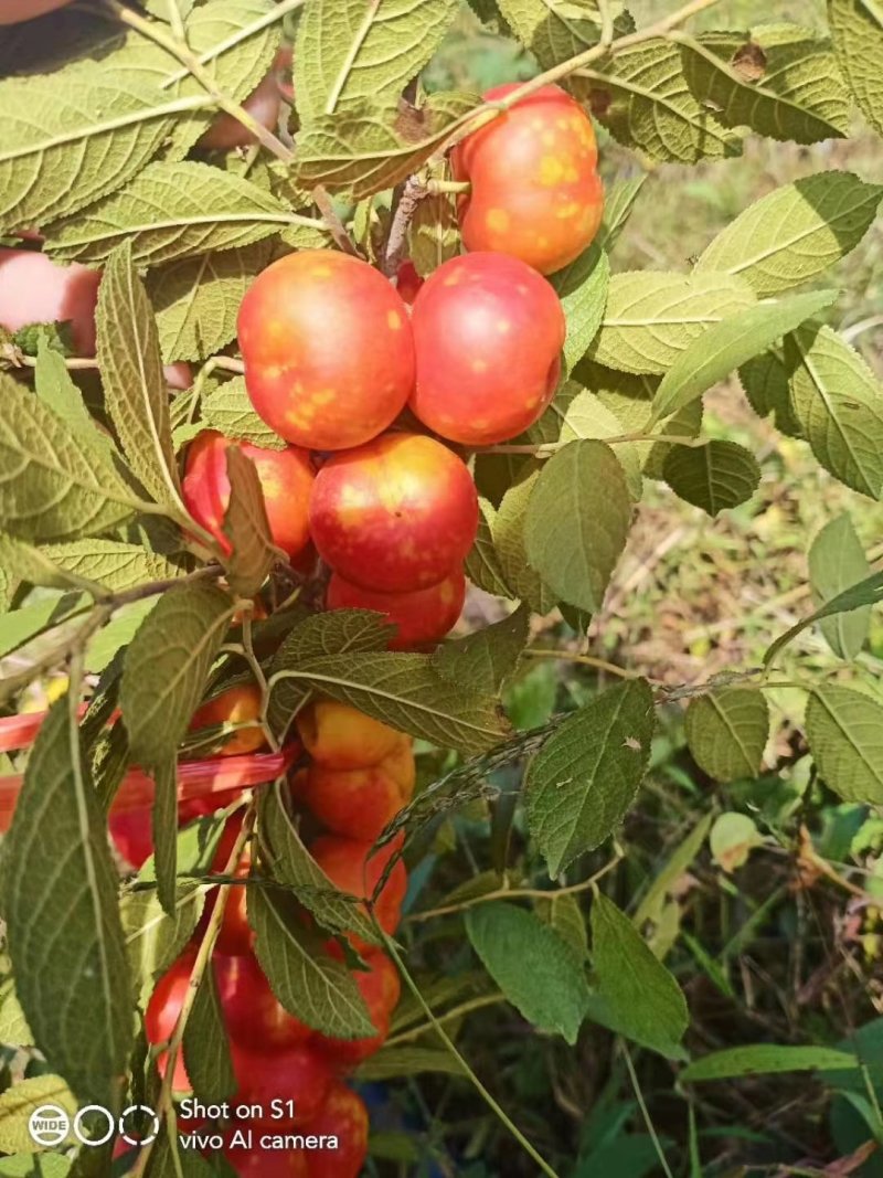 圃地供应钙果树苗市场前景可观北方果树苗量大从优
