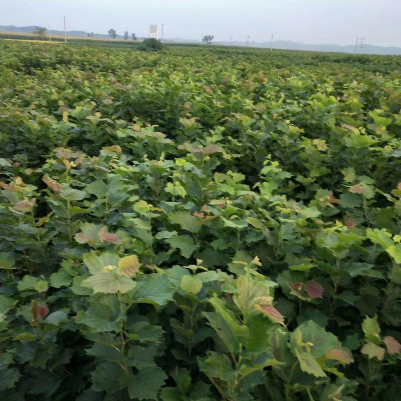 圃地供应钙果树苗市场前景可观北方果树苗量大从优