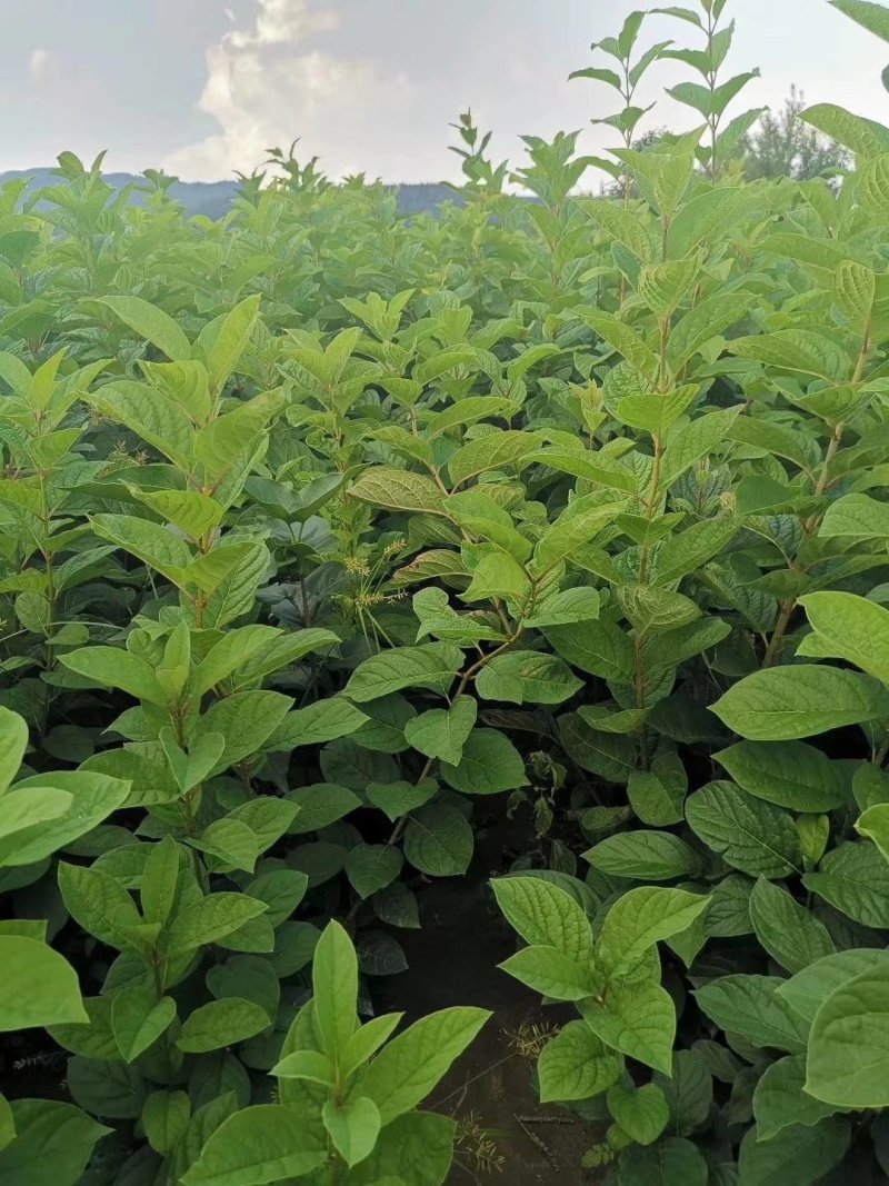 圃地供应钙果树苗市场前景可观北方果树苗量大从优