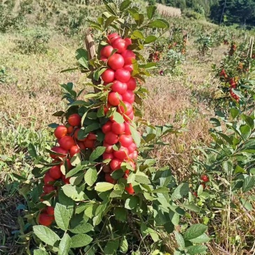 圃地供应钙果树苗市场前景可观北方果树苗量大从优