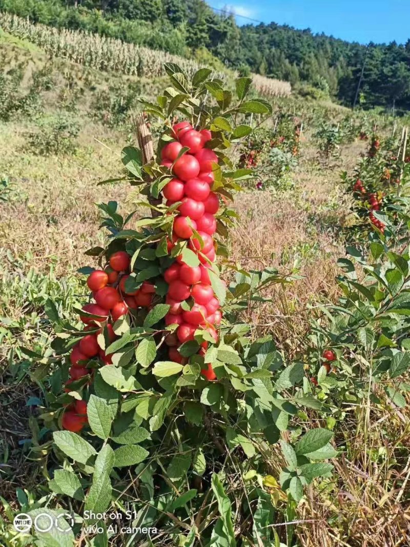 圃地供应钙果树苗市场前景可观北方果树苗量大从优