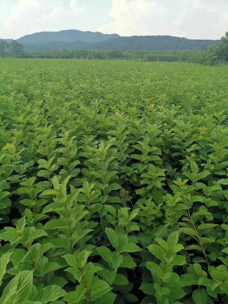 圃地供应钙果树苗市场前景可观北方果树苗量大从优