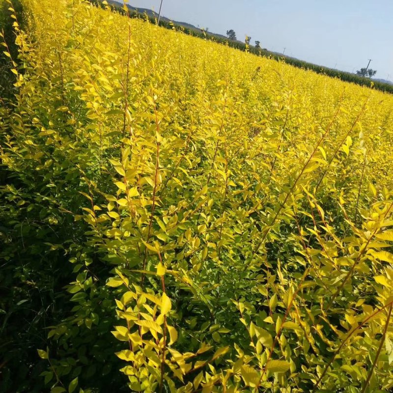 圃地供应钙果树苗市场前景可观北方果树苗量大从优