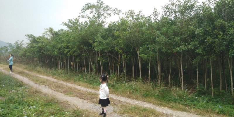低价处理小叶榕3-12公分地苗广西货源