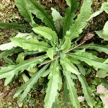 野生小飞蓬