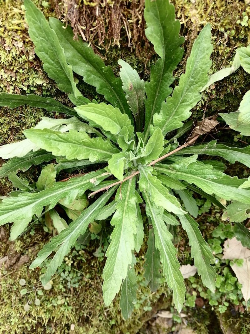 野生小飞蓬