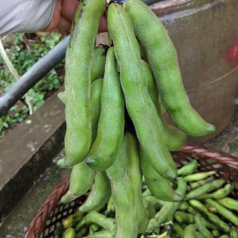 大量供应狗仔豆干农家自晒无添加不打农药猫爪豆手工天然日晒