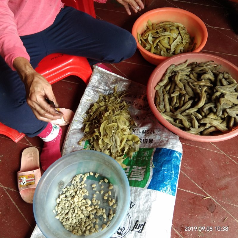 大量供应狗仔豆干农家自晒无添加不打农药猫爪豆手工天然日晒