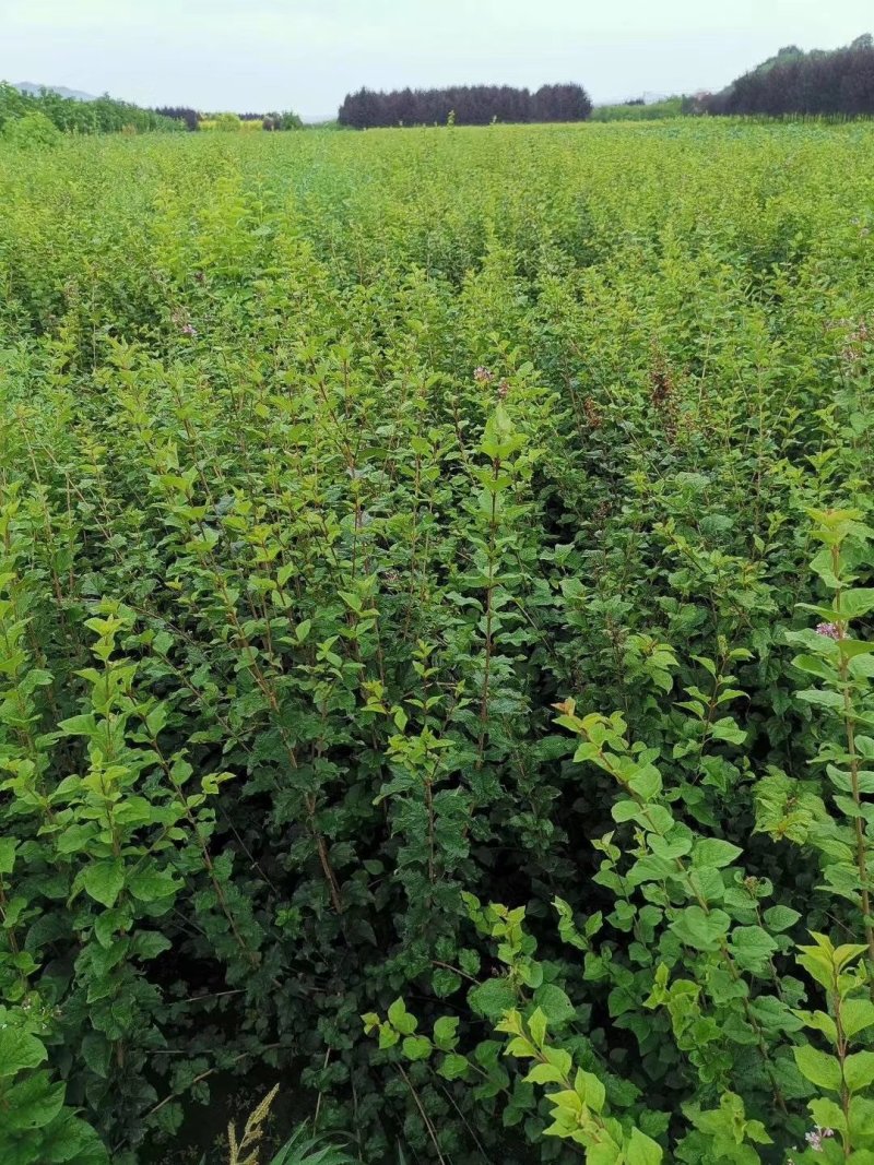 批发红丁香丁香树苗东北落叶花灌木欢迎实地看苗