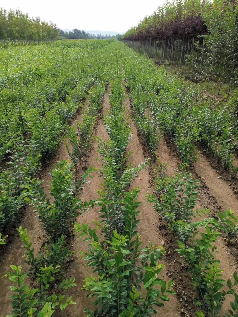 批发红丁香丁香树苗东北落叶花灌木欢迎实地看苗