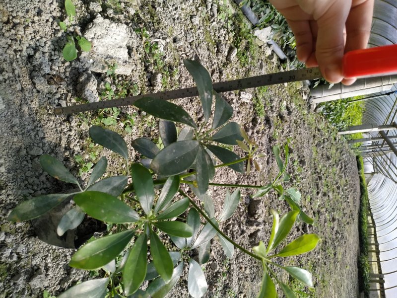 出售鸭脚木杯苗大棚批量培育出售大小杯苗都有规格齐