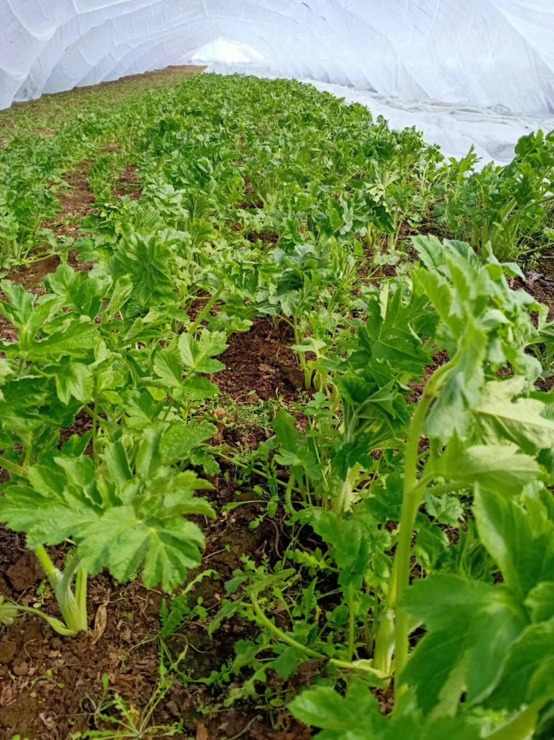 老桑芹黑瞎子芹吉林省长白山地区