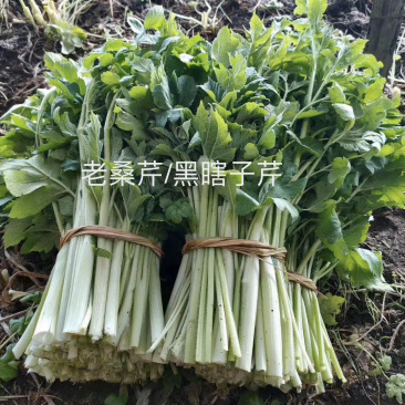 老桑芹黑瞎子芹吉林省长白山地区
