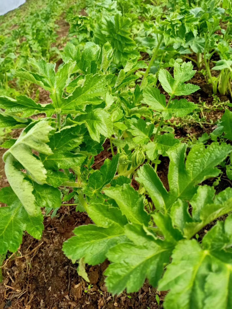 老桑芹黑瞎子芹吉林省长白山地区