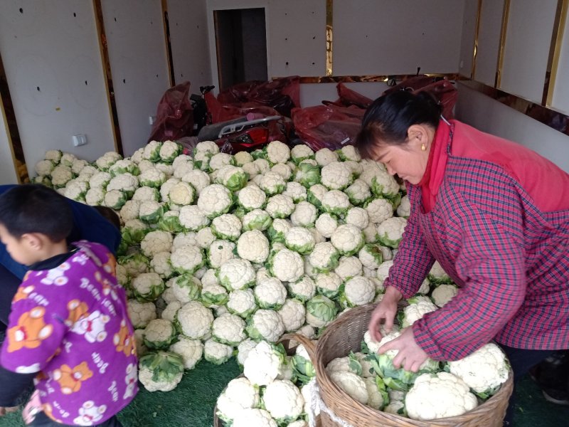 【陕西汉中菜花】乳白紧花产地直供商超加工保正质量全国发货