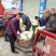 【陕西汉中菜花】乳白紧花产地直供商超加工保正质量全国发货