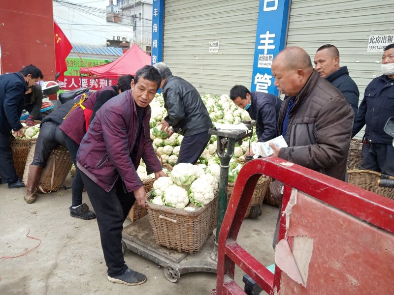 【陕西汉中菜花】乳白紧花产地直供商超加工保正质量全国发货