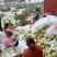 【陕西汉中菜花】乳白紧花产地直供商超加工保正质量全国发货
