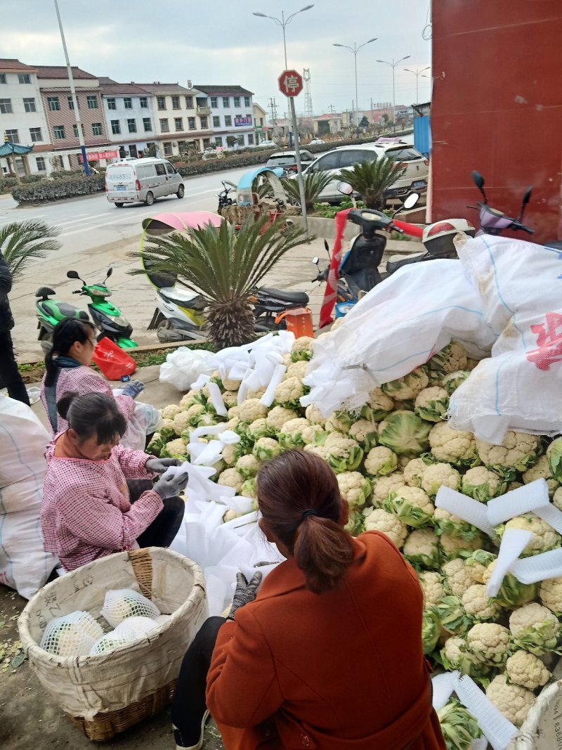 【陕西汉中菜花】乳白紧花产地直供商超加工保正质量全国发货