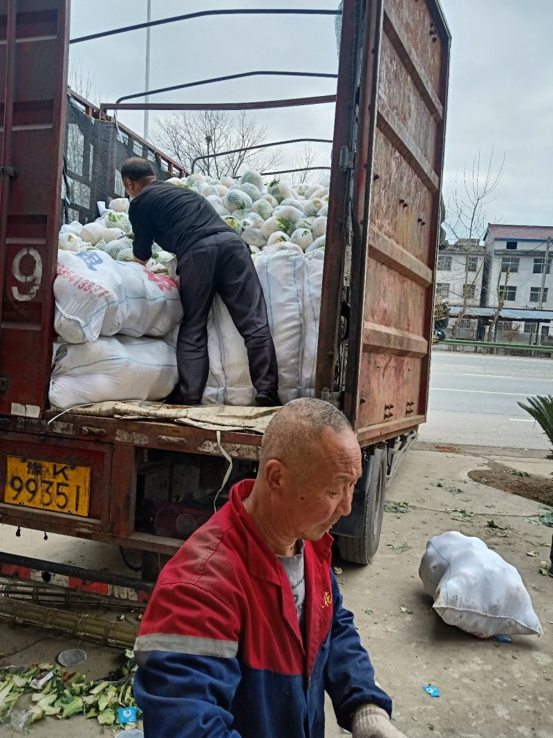 【陕西汉中菜花】乳白紧花产地直供商超加工保正质量全国发货