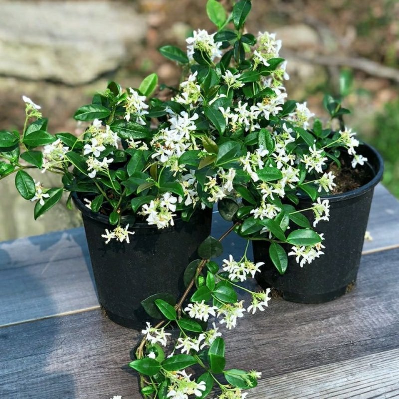 风车茉莉大苗络石藤爬藤植物万字茉莉全年常绿耐寒藤蔓花卉好