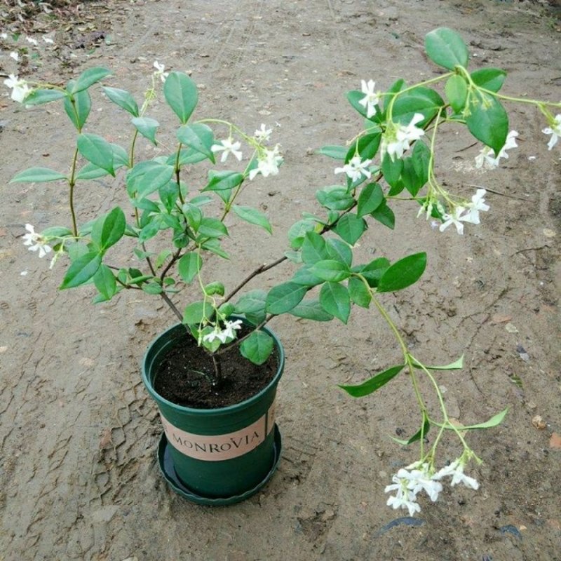 风车茉莉大苗络石藤爬藤植物万字茉莉全年常绿耐寒藤蔓花卉好